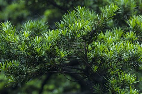 松柏植物|松柏目